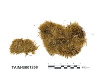 藏品(溫帶灰苔)的圖片